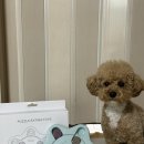 뚱땅뚱땅 | 강아지 분리불안해결 노즈워크 뚱땅뚱땅 6각퍼즐 사용후기