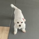 잘다녀오시개 이미지