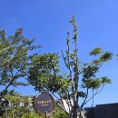 오레브리조트(O'reve Resort) | 제주 O'REVE JEJU JW메리어트 오레브 리조트 숙박후기