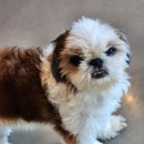 오늘도 귀엽개 이미지