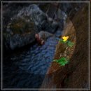 산타아나스 이미지