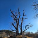 영주 금성대군 신단 | 영주 금성대군 신단 은행나무 단종 복위 운동 유적