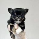 내품안의반려견 노원점 이미지