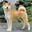 아키다(Akita) 이미지