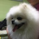 로베르토폼