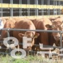 만희농장 이미지