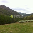 대불리목장 Daum카페