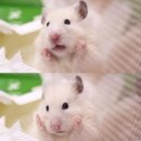 인성 Daum카페