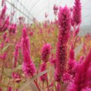 뒷골2로 이미지