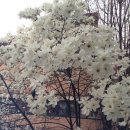 서림동-31 이미지