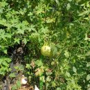 옥계 백봉이네 이미지