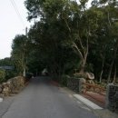 신흥동백나무군락 이미지