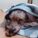 한국애견용품연구소 이미지