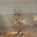 봄꽃햄스터 이미지