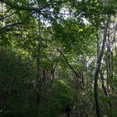 어느 해 여름날 노고단 가는 길에서 한 컷...My Way 이미지