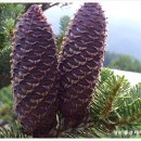 솔방울민박 이미지