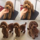 더사랑할개 이미지