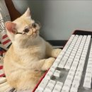 홍경태동물의료원 이미지