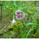 패랭이꽃의 저항 이미지