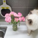 만성중기 | 고양이 만성 신부전 단계별 단백질, 인 제한 기준