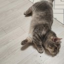 유 애 묘 이미지