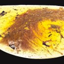 공룡의숨결 | 2016년 미얀마서 발견된 공룡 꼬리, 왜 과학자들이 숨죽였을까?