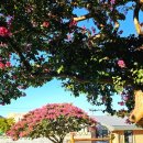 유등초등학교 이미지