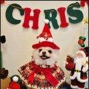 서면애견미용 맘바이 강아지 미용실 이미지