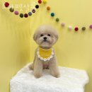 조아펫살롱 이미지