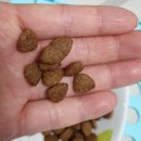 새론동물병원 | 체험후기:) 고양이 처방사료 닥터 힐 메딕스 (하이포알러제닉 웨이트 컨트롤)를 먹여 봤어요.