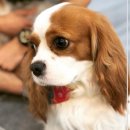 루시(LUCY)댄스학원 | [분당댄스학원]ㆍ[위례댄스학원] ❤️위드빌의 마스코트✨ 앙리와 루시를 소개합니다❤️