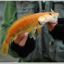 황쏘가리 이미지