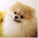 (주)펫스토리 네이버블로그
