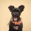 쁘띠앤독 이미지