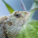 아이언렉스 이미지