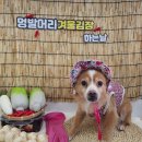 멍발머리 이미지