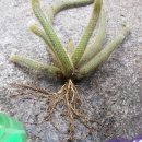 여우꼬리 이미지