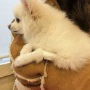 하얀기린 동물병원 이미지