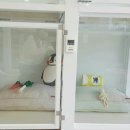 세상 편하개 이미지