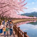 호수의료재단 | 경주 벚꽃 명소 직접 걸어본 후기 – 2026 야간 조명 일정까지 한 번에