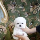 메종드퍼피 이미지