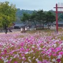 국내 유일한 대규모 가을꽃 구경 여행지(충남 이미지