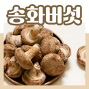 송화 이미지