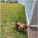 기장애견 이미지