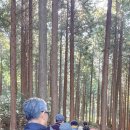 치유의 숲 이미지