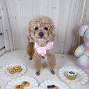 퍼스널댕댕 이미지