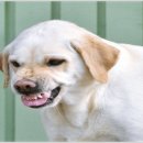 강아지영토 이미지