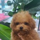 후니네멍멍이 이미지