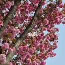 우산천변길 이미지