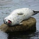 리츠캐슬 이미지